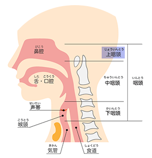 喉 断面図
